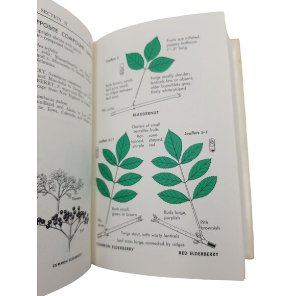 A Field Guide To Trees and Shrubs by George A. Petrides Copyright 1958 - Vintage - Picture 6 of 15